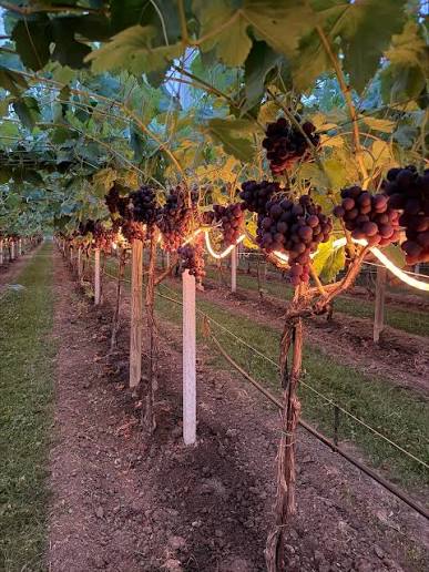 Frolight infrared frost protection system illuminating the vineyard rows at night