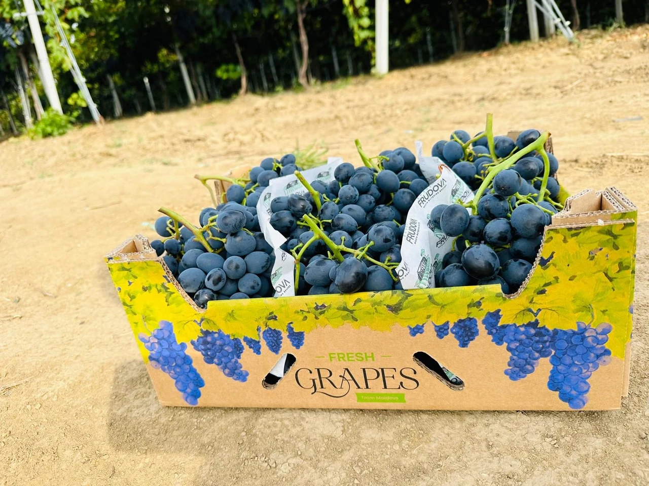 Frudova crate of dark blue Moldovan table grapes in the vineyard
